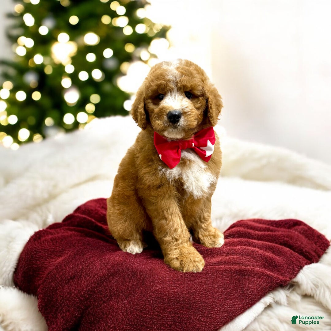 Mini Goldendoodle dogs for sale: Hunter - Ad 1