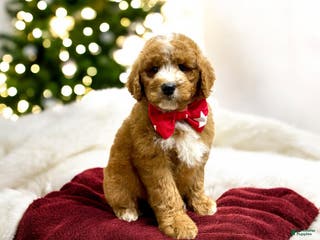 Mini Goldendoodle dogs Hunter - Ad 36