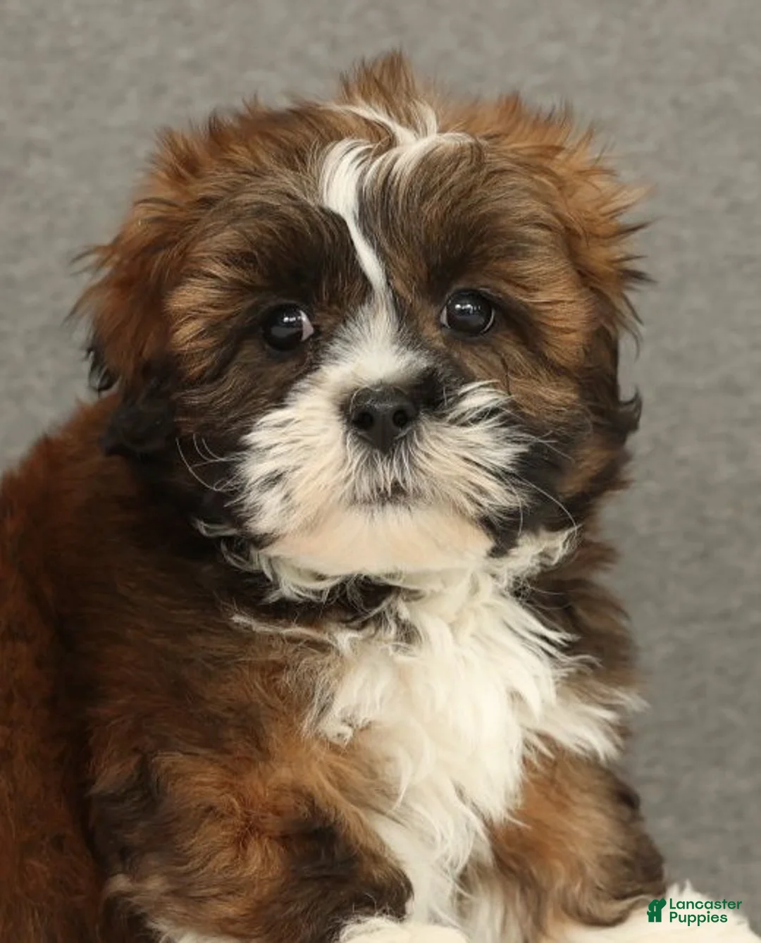 Lhasa Apso dogs for sale: Easton - Ad 6