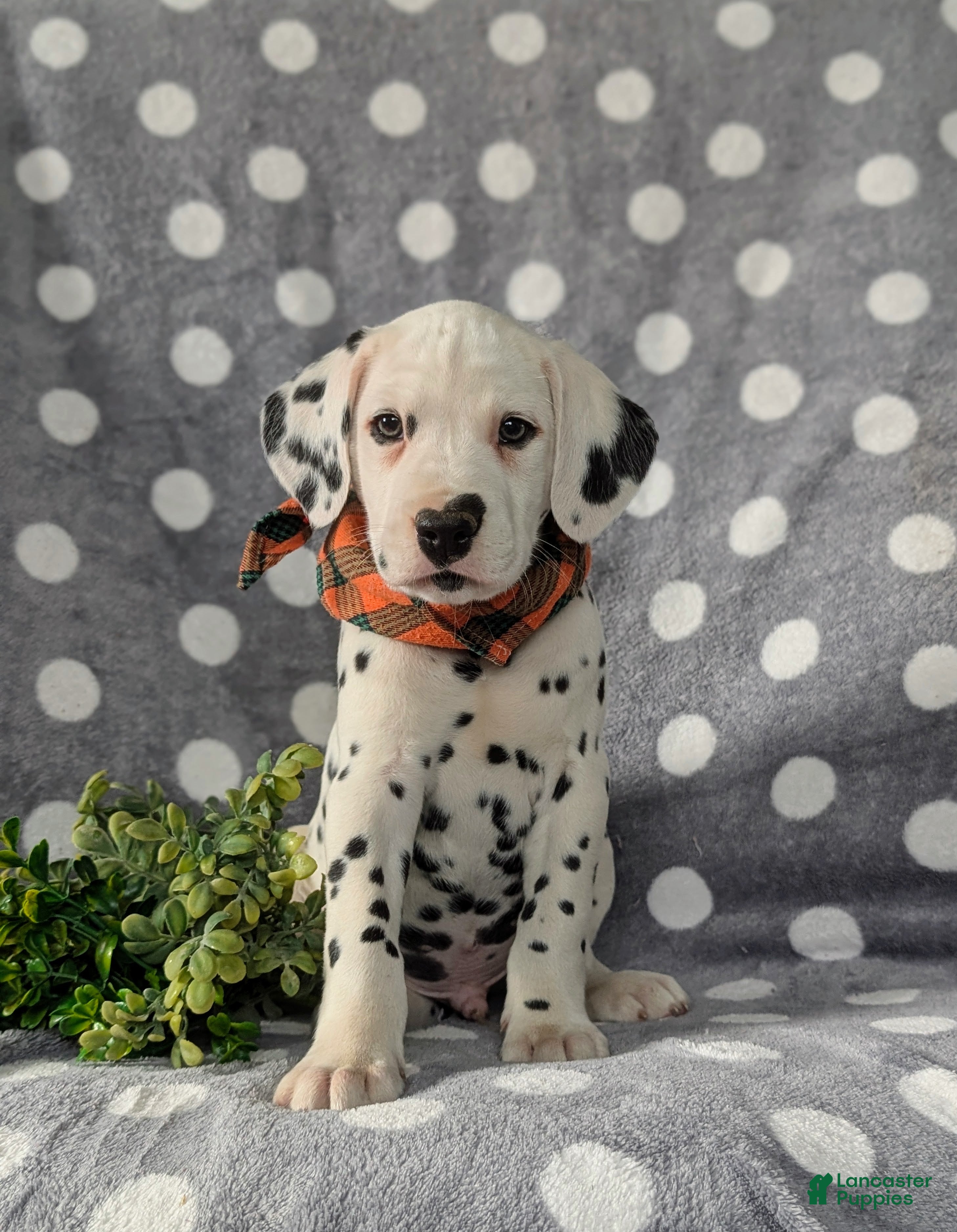 Dalmatian dogs Kagan - Ad 2