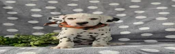 Dalmatian dogs for sale: Kagan - Ad 2