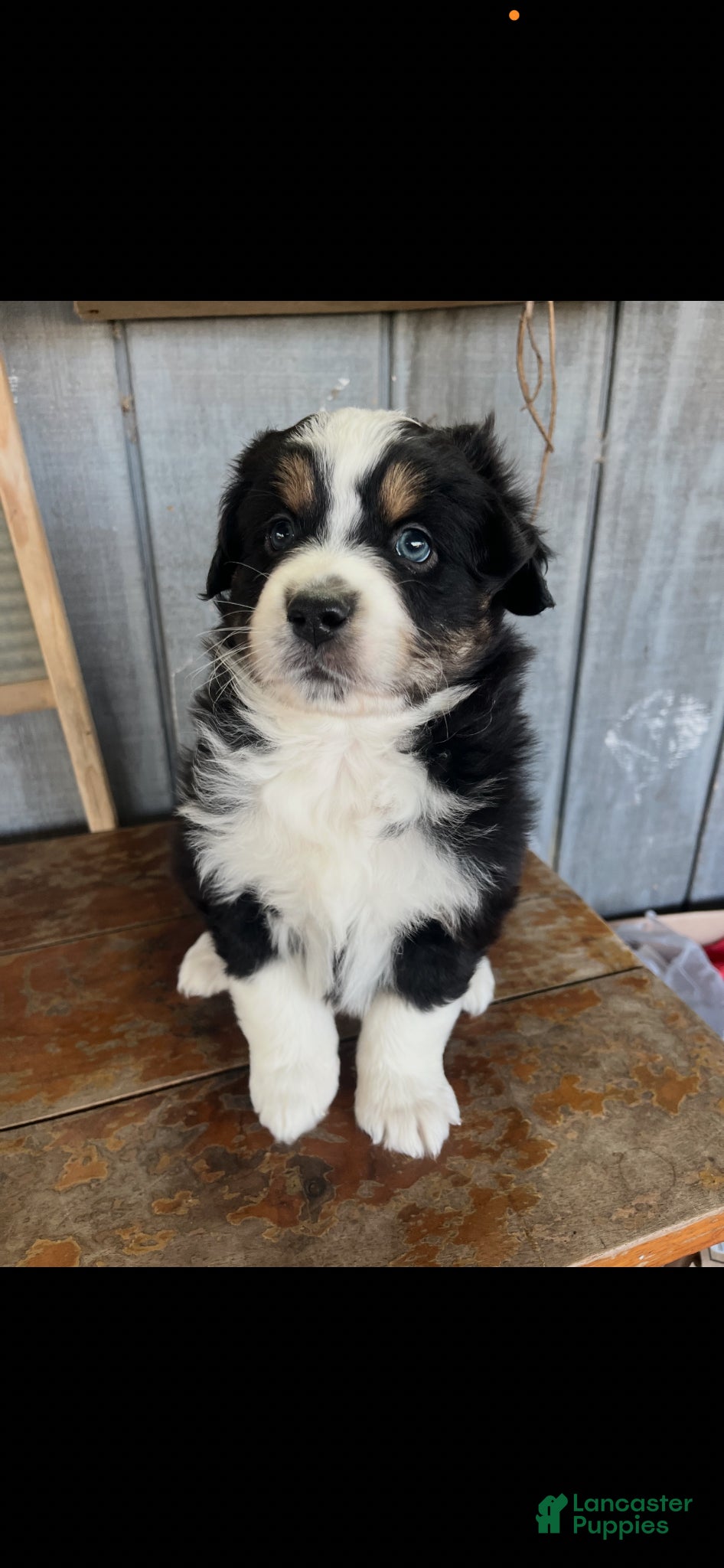 Australian Shepherd dogs Australian Shepherd Puppy 2 - Ad 34