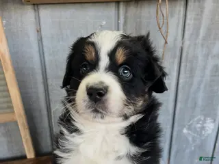 Australian Shepherd dogs Australian Shepherd Puppy 2 - Ad 34