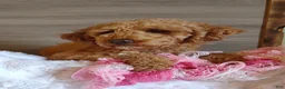 Mixed Breed dogs for sale: Mixed Breed 3 Hero - Ad 12