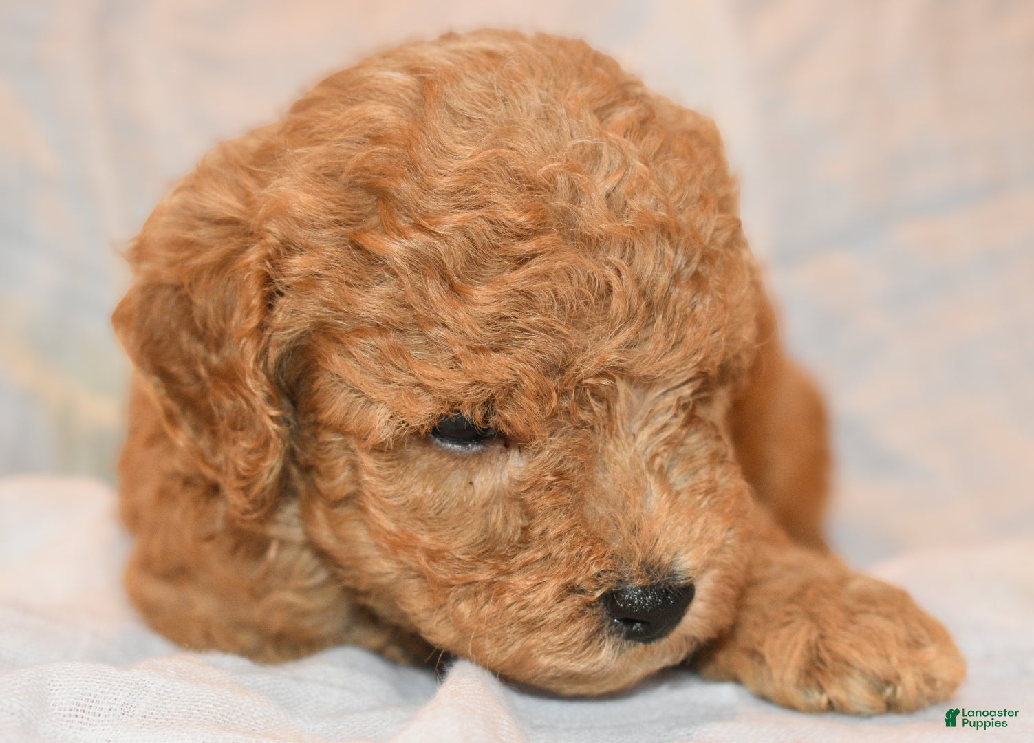 Toy Poodle dogs Toy Poodle 1 - Ad 31