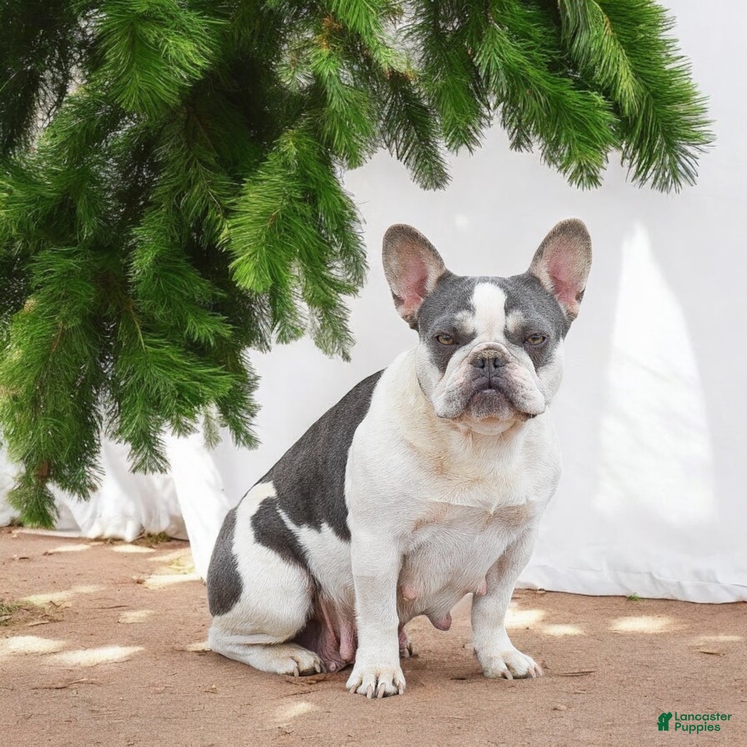 French Bulldog dogs for sale: Nadia - Ad 7