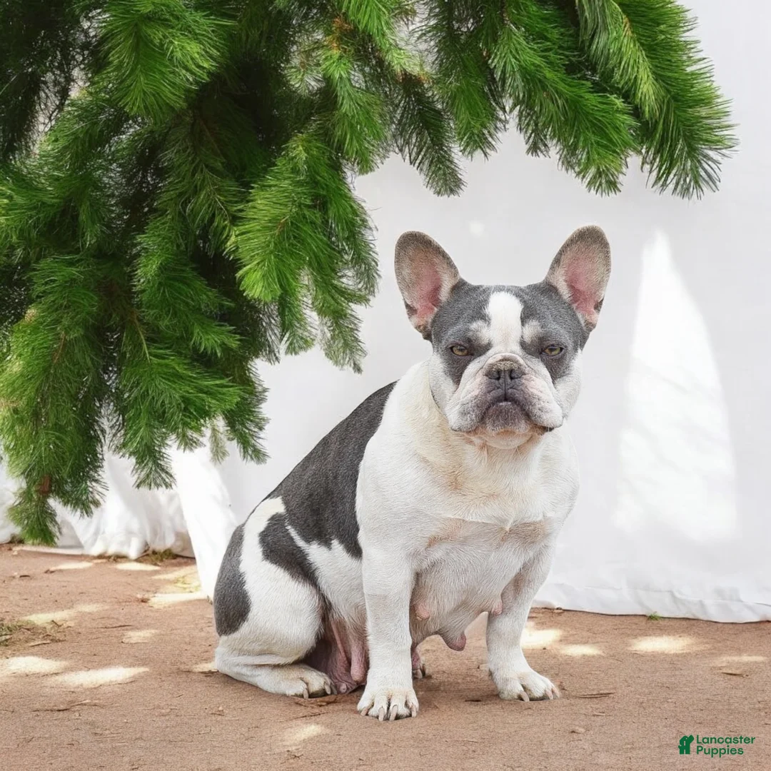 French Bulldog dogs for sale: Nadia - Ad 9