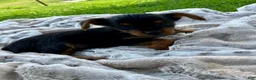 Yorkshire Terrier dogs for sale: Candy - Ad 5