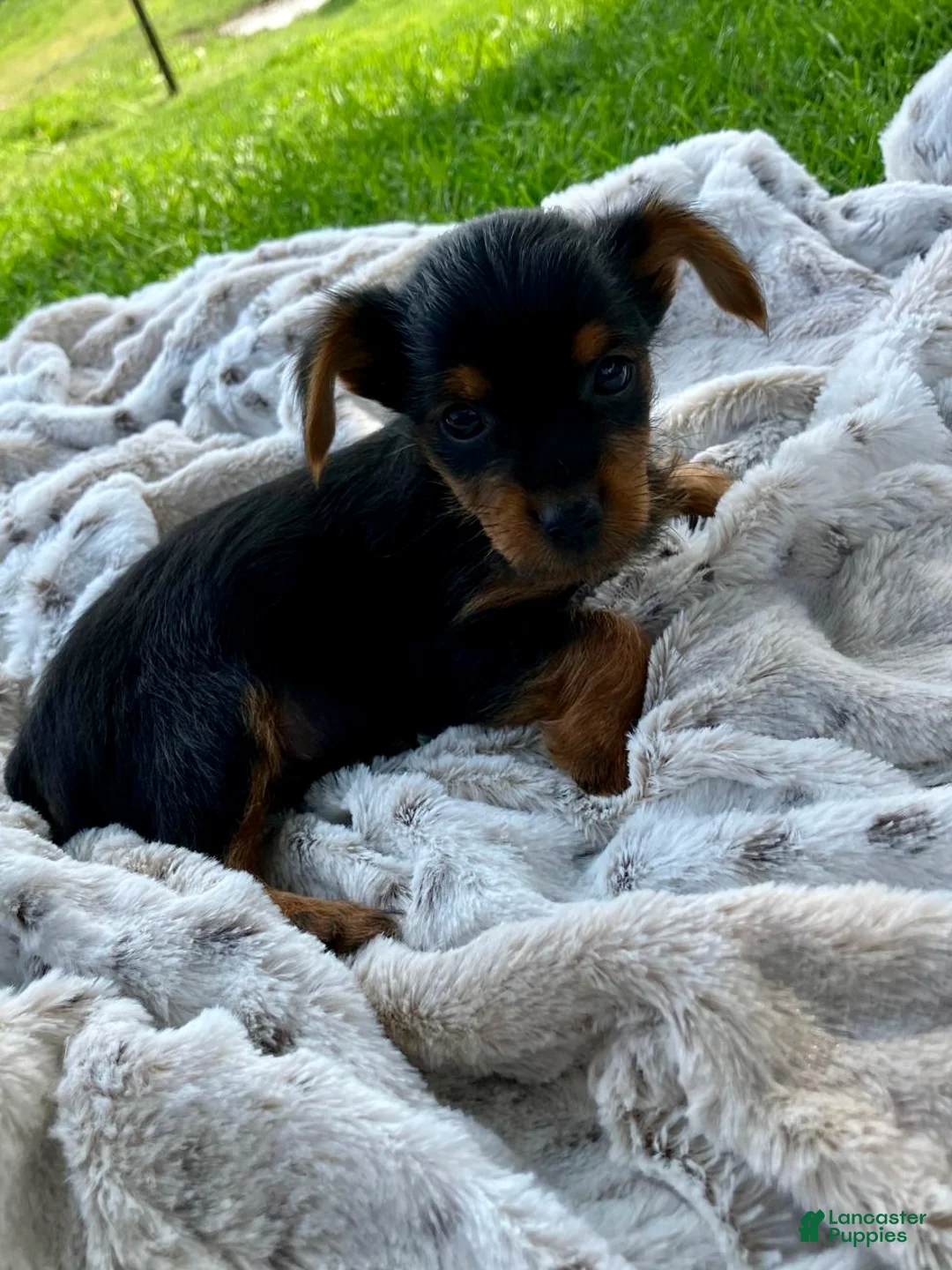 Yorkshire Terrier dogs for sale: Candy - Ad 5