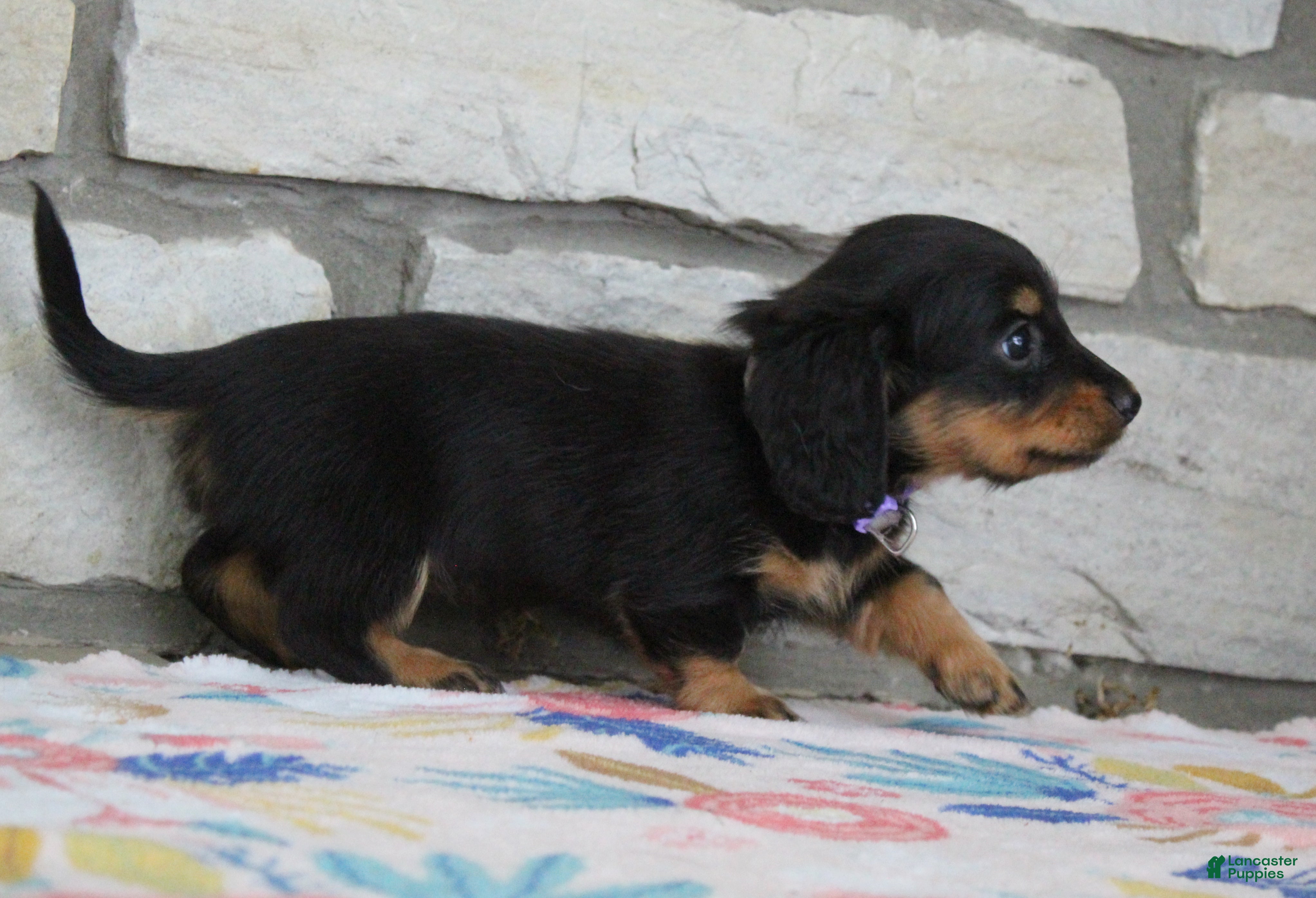 Miniature Dachshund dogs Abby - Ad 2
