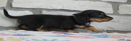 Miniature Dachshund dogs for sale: Abby - Ad 2