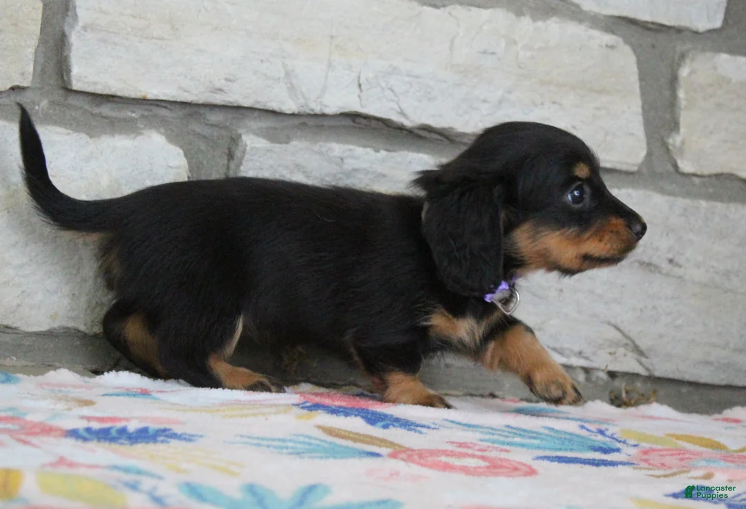 Miniature Dachshund dogs for sale: Abby - Ad 2