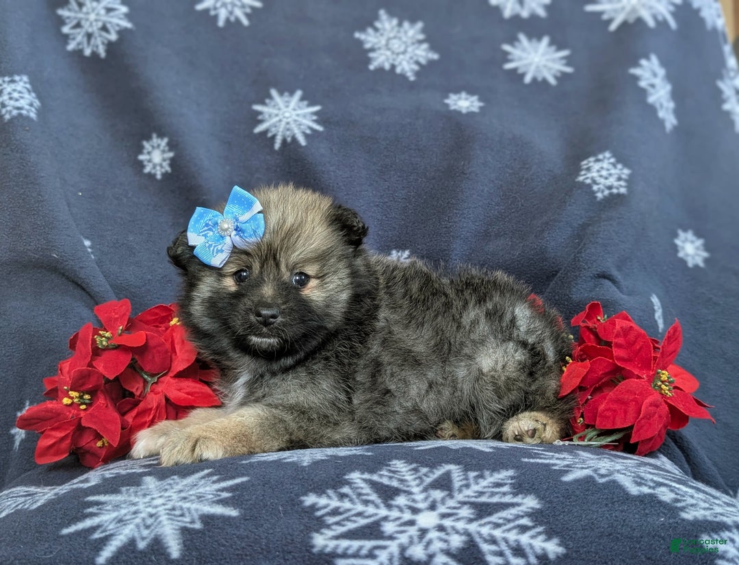 Pomeranian dogs for sale: Cleo - Ad 4