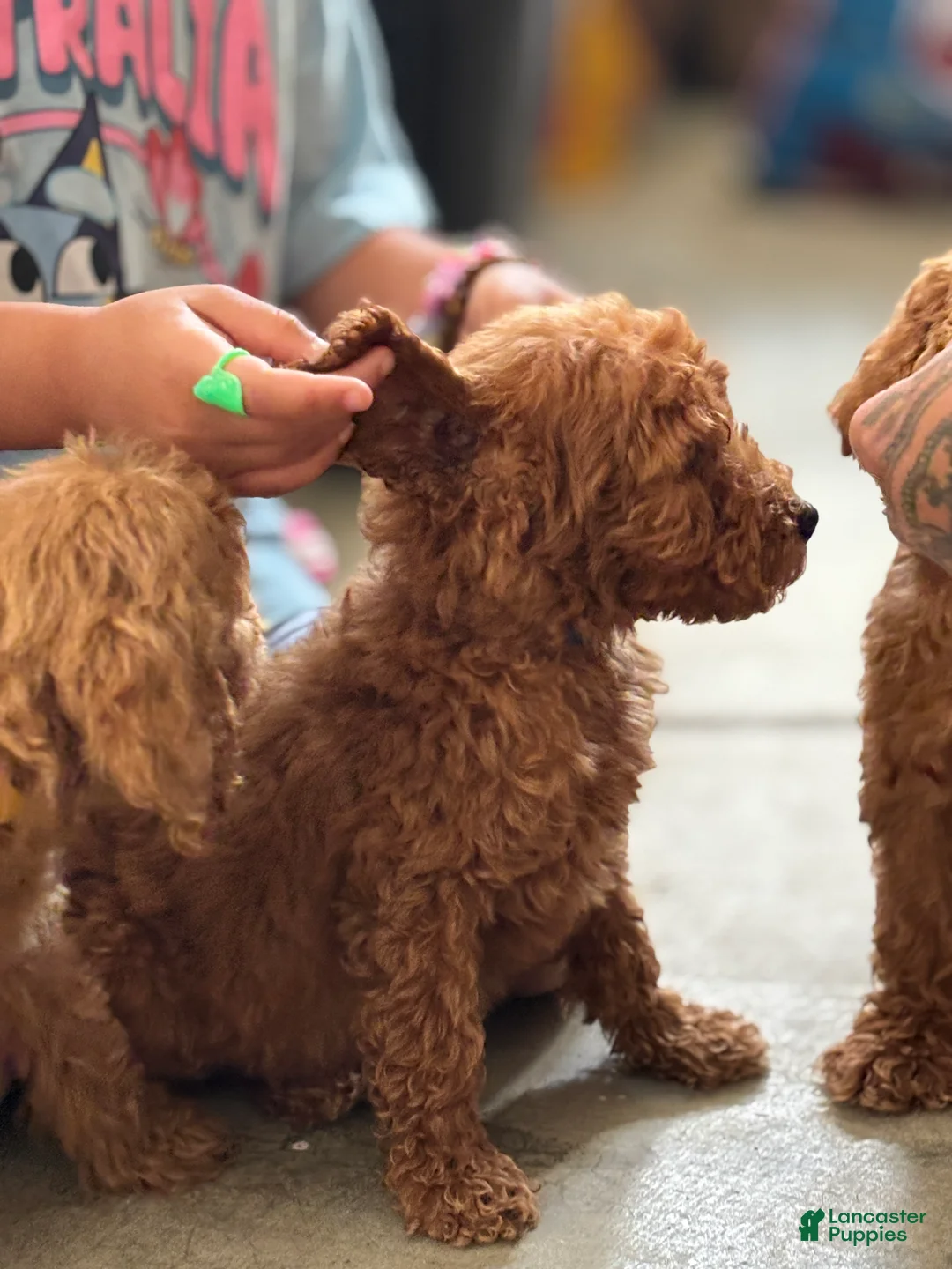 Standard Poodle dogs for sale: Cookie - Ad 2