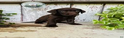 Labrador Retriever dogs for sale: Fiona  - Ad 5