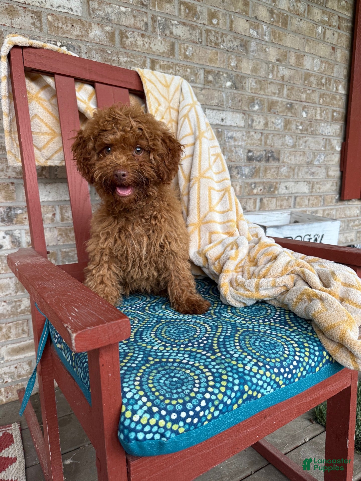 Cavapoo dogs Ella - Ad 11
