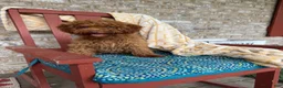 Cavapoo dogs for sale: Ella - Ad 1