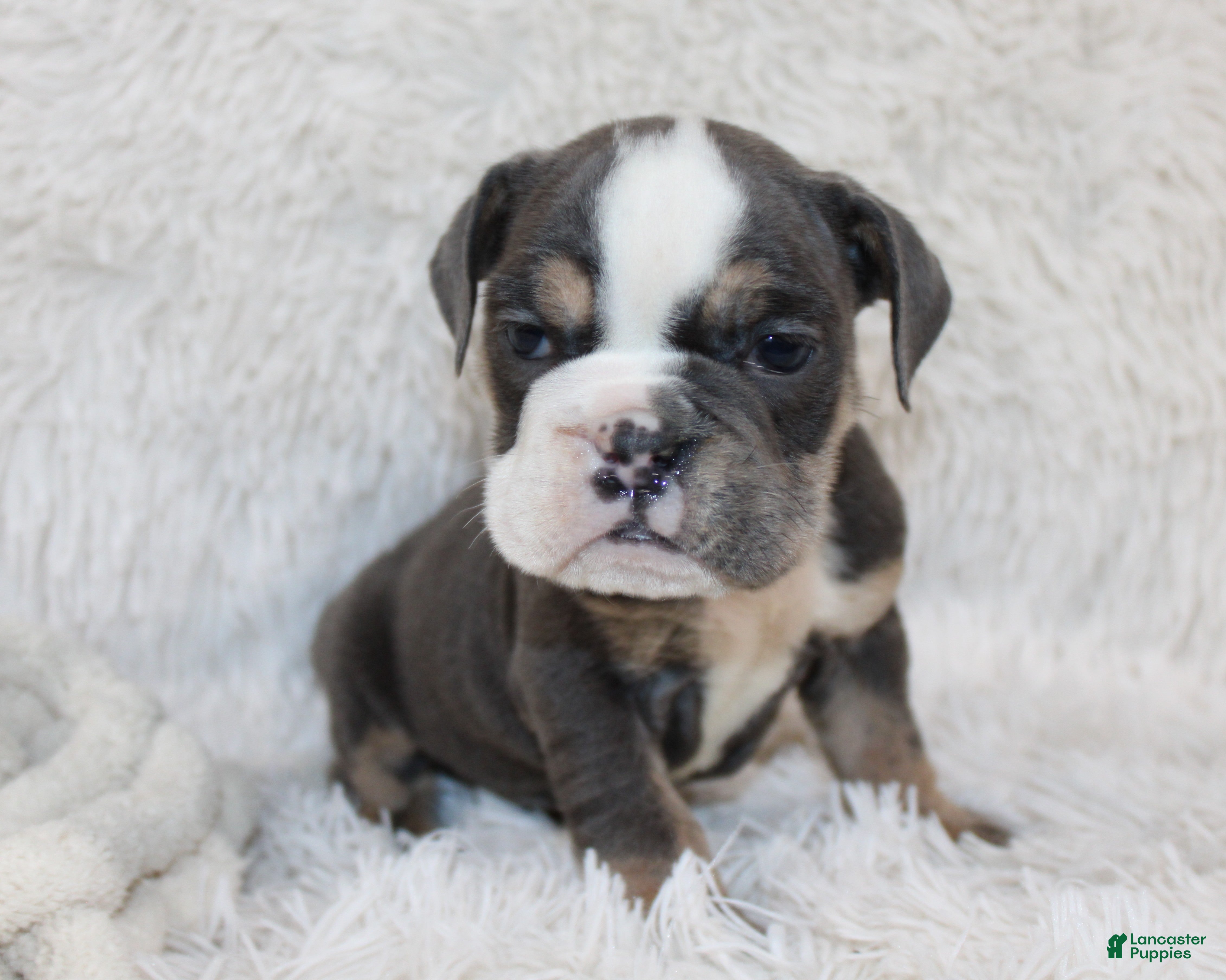 English Bulldog dogs Stella - Ad 2
