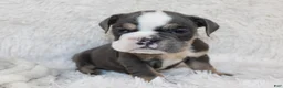 English Bulldog dogs for sale: Stella - Ad 2