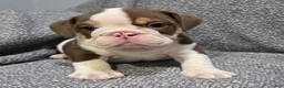 English Bulldog dogs for sale: Marcus - Ad 5