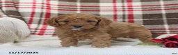 Cavapoo dogs for sale: Kyler - Ad 5