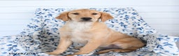 Golden Retriever dogs for sale: Paris - Ad 2
