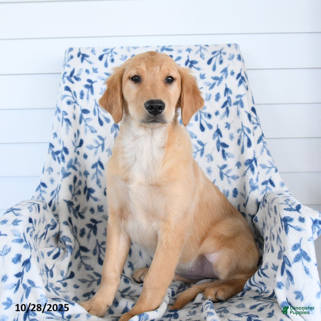 Golden Retriever dogs for sale: Paris - Ad 2