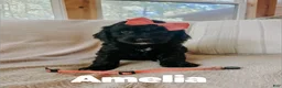 Goldendoodle dogs for sale: Amelia  - Ad 1