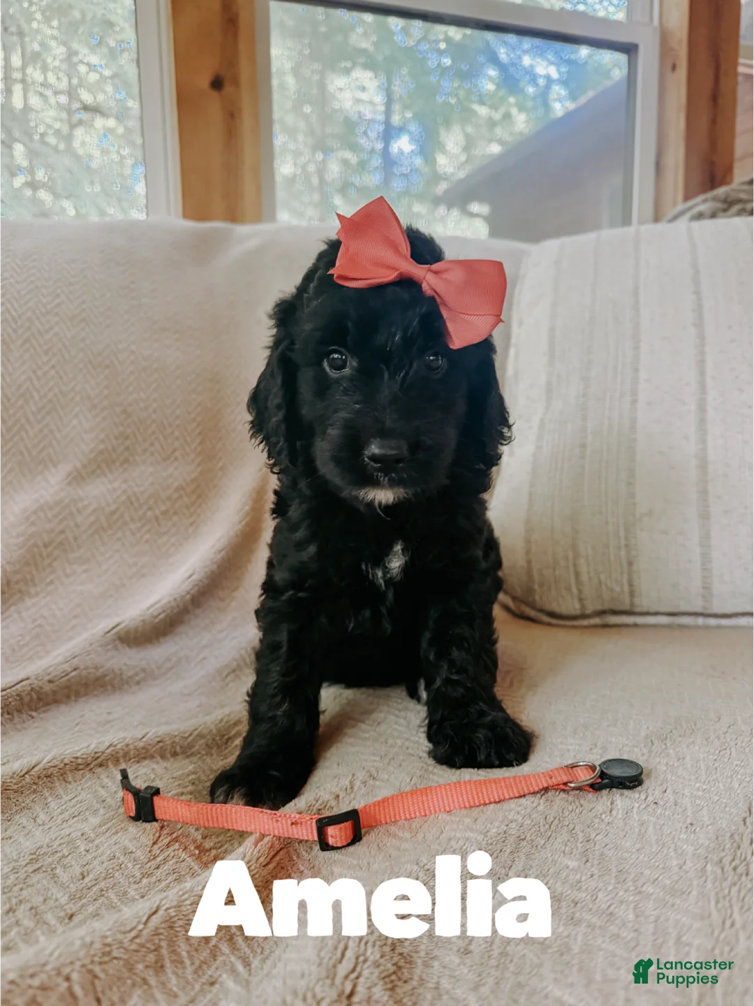 Goldendoodle dogs for sale: Amelia  - Ad 1