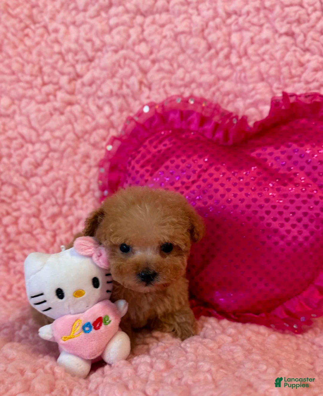 Toy Poodle dogs for sale: Munchkin tiny teacup - Ad 7
