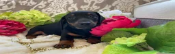 Miniature Dachshund dogs for sale: Prince - Ad 13