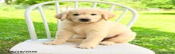 Mixed Breed dogs for sale: Austin - Ad 4