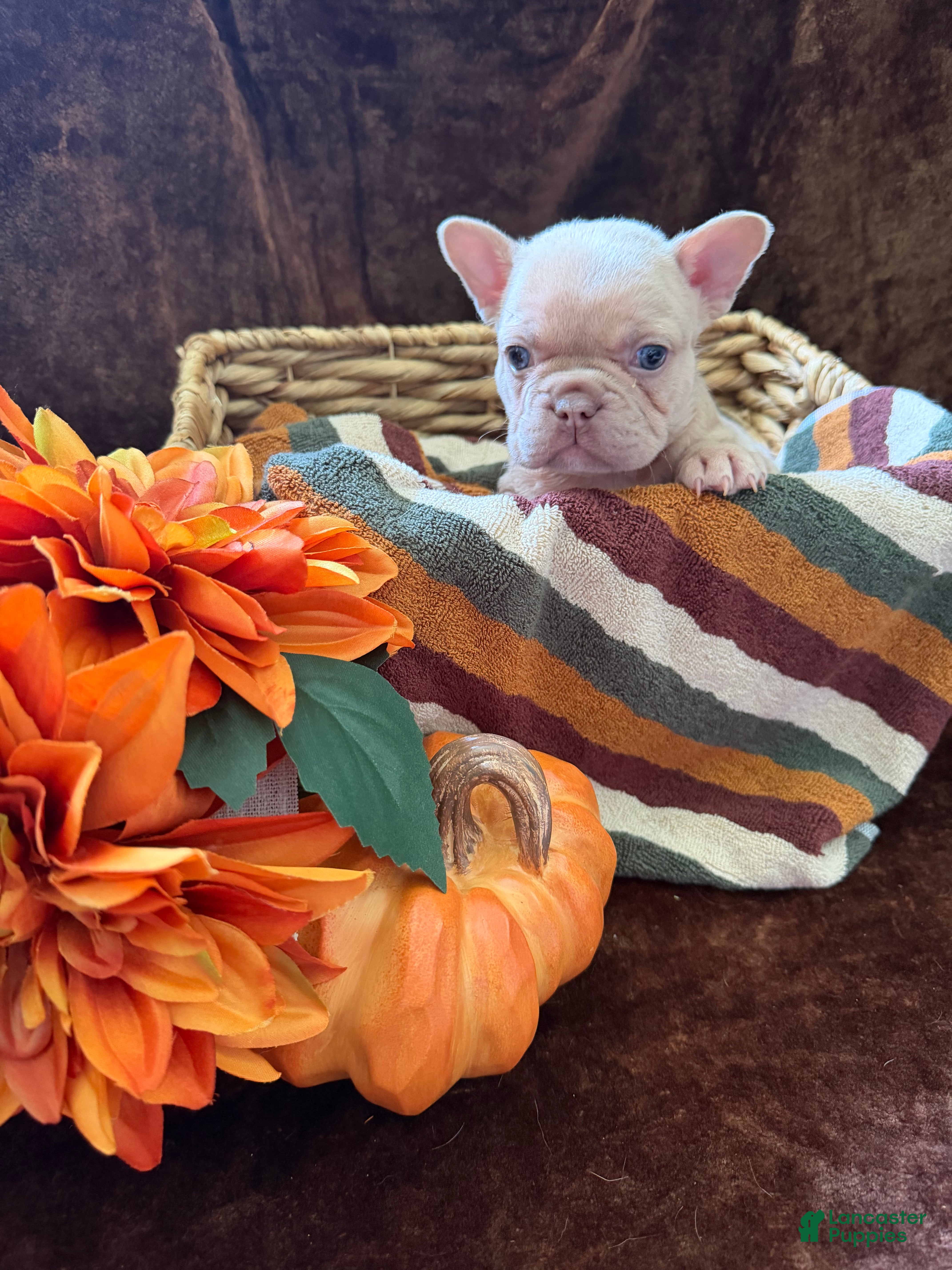 French Bulldog dogs Cosmo - Ad 1