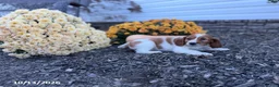Welsh Springer Spaniel dogs for sale: Lollipop - Ad 11