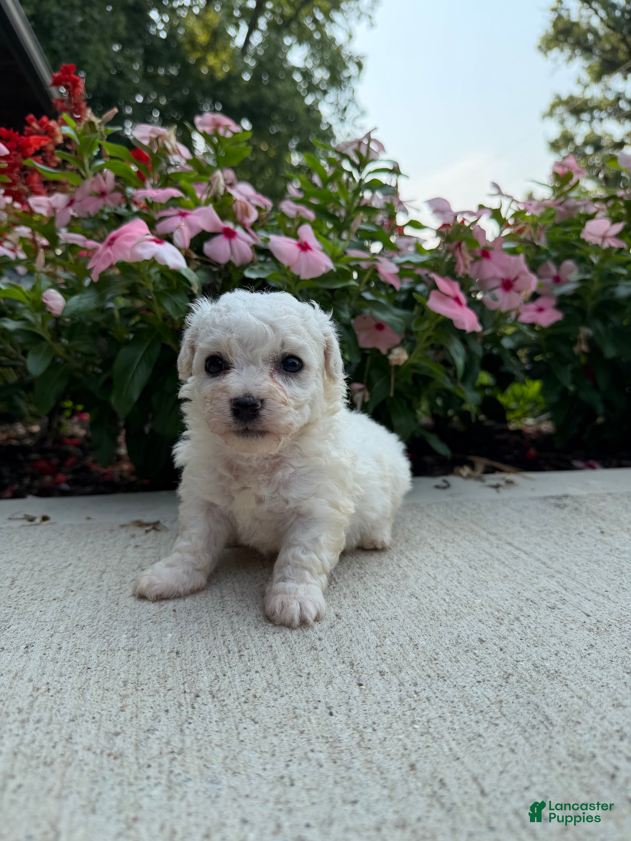 Bichon Frise dogs Molly - Ad 2