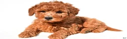 Mini Goldendoodle dogs for sale: Miley - Ad 3