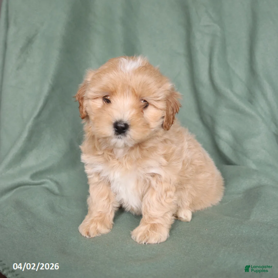 Maltipoo dogs for sale: Hazel - Ad 5