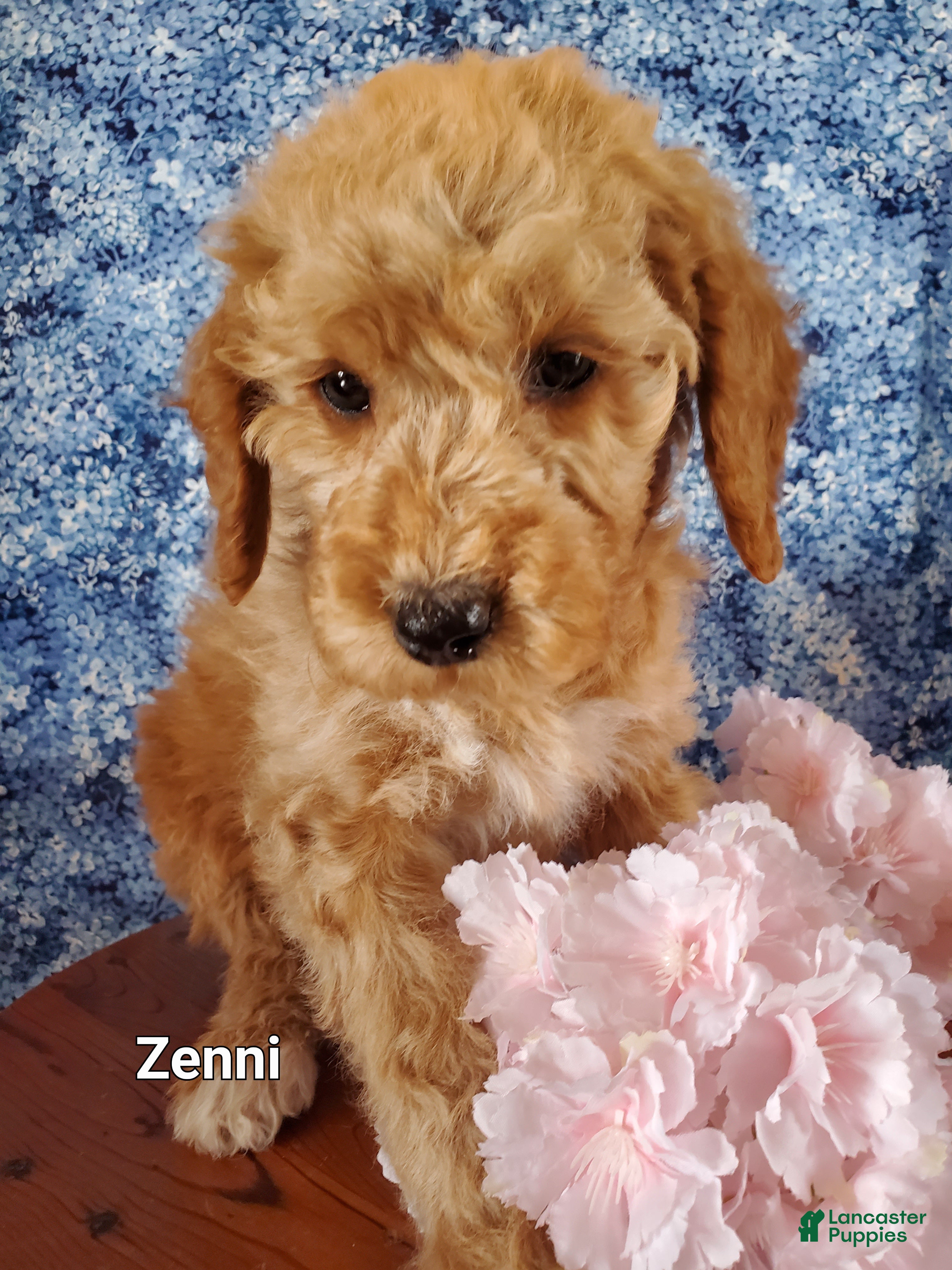 Mini Goldendoodle dogs Zenni - Ad 2