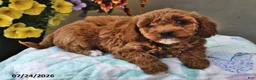 Cavapoo dogs for sale: Dora - Ad 3