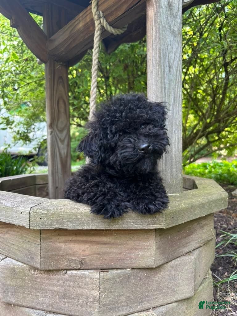 Miniature Poodle dogs Beauty - Ad 1