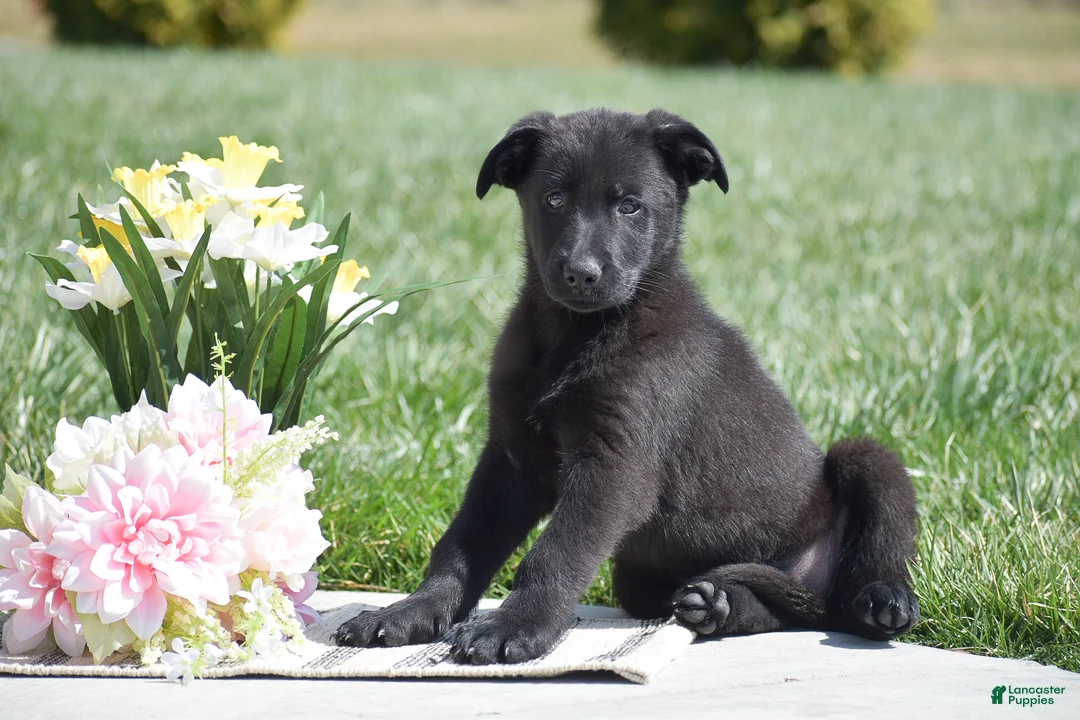 German Shepherd dogs for sale: Rosie - Ad 1