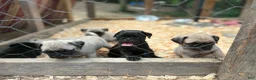 Pug dogs for sale: Mimosa - Ad 8