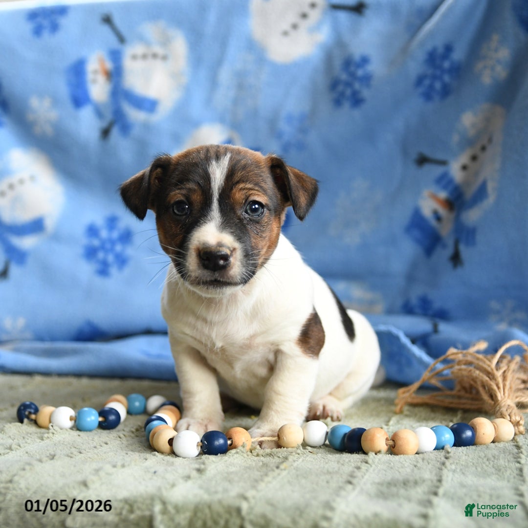 Jack Russell Terrier dogs for sale: Pancake - Ad 1