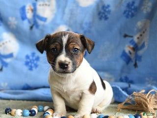 Jack Russell Terrier dogs Pancake - Ad 30