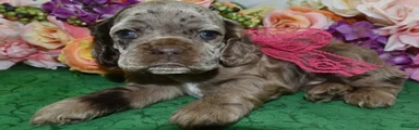 Cocker Spaniel Puppy 2