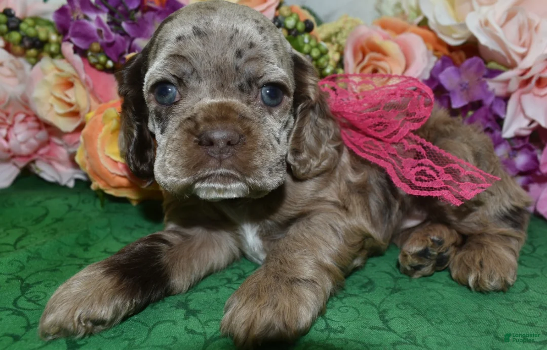 Cocker Spaniel dogs for sale: Cocker Spaniel Puppy 2 - Ad 1