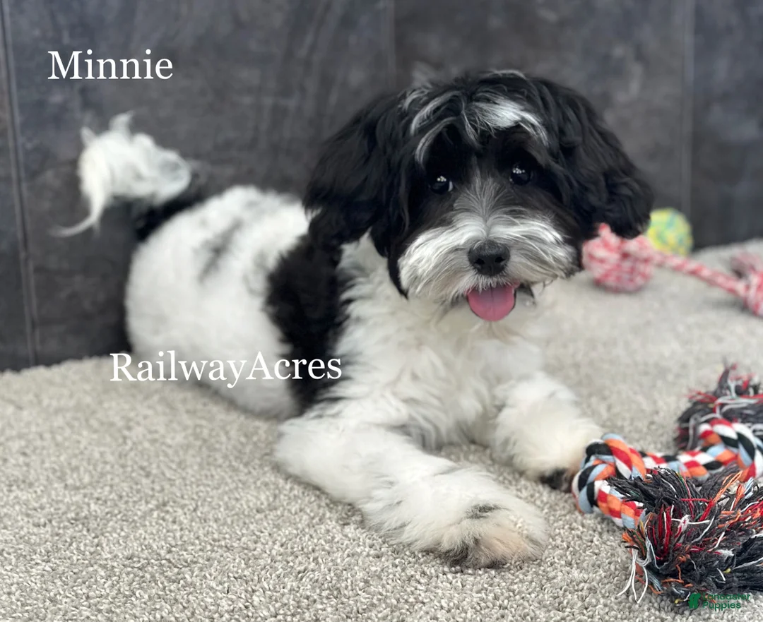 Mixed Breed dogs for sale: Minnie - Ad 2