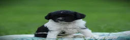 Cockapoo dogs for sale: Tuxie - Ad 8