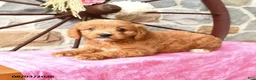 Mixed Breed dogs for sale: Lira - Ad 3
