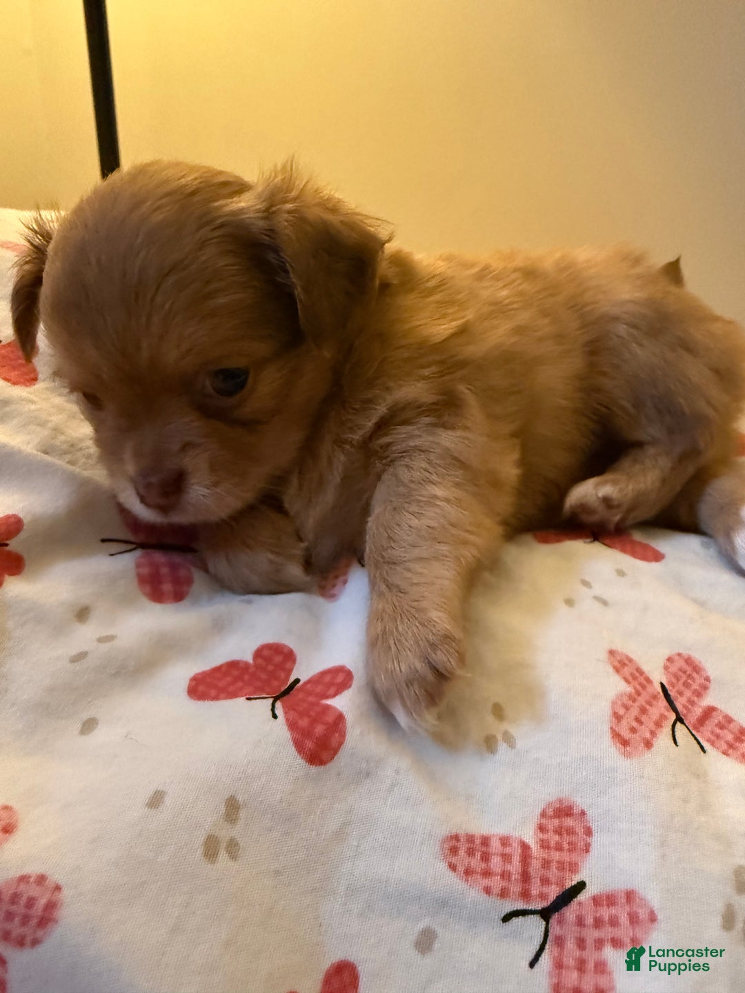 Chihuahua dogs for sale: Chihuahua Puppy  - Ad 10
